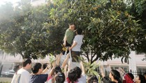 母校的枇杷特别甜——张家港高级中学组织高三师生采摘枇杷
